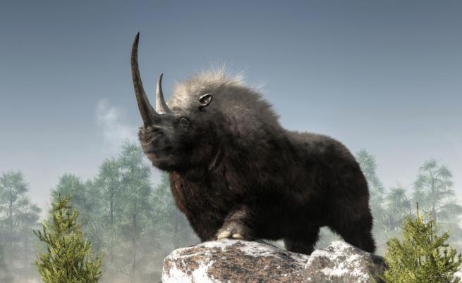 Реконструираха геном на вълнист носорог от ледниковата епоха, ето как