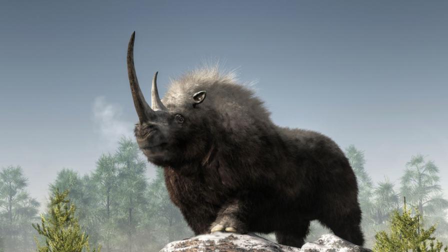 Реконструираха геном на вълнист носорог от ледниковата епоха, ето как