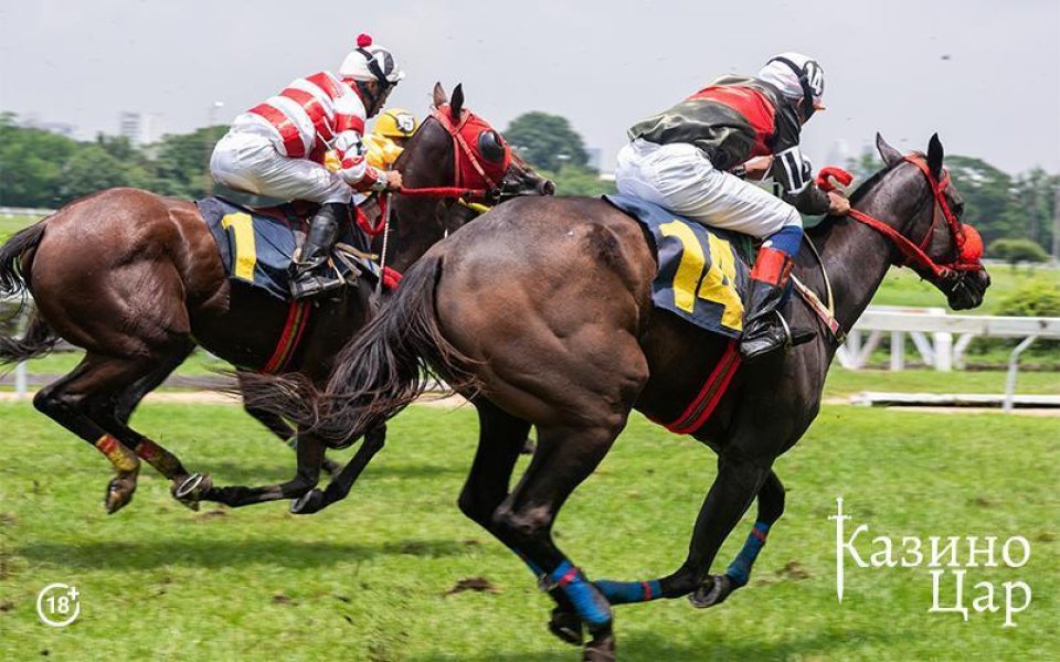 В света съществуват много и разнообразни спортове, а техните фенове