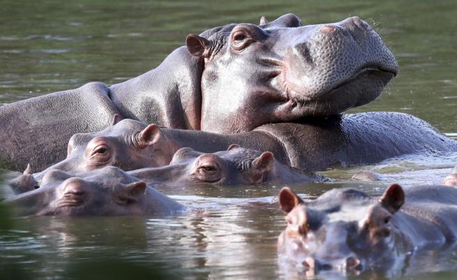 Започва кастрацията на хипопотамите на Пабло Ескобар