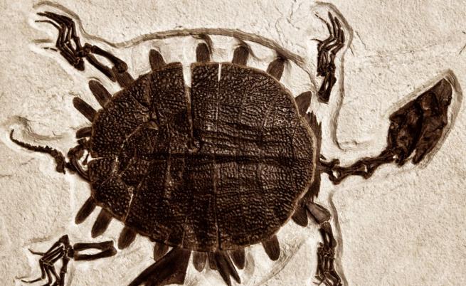 Възможно ли е ДНК да е оцеляло 6 милиона години в черупката на костенурка?