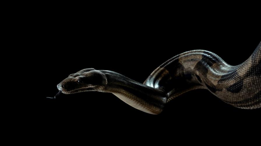 Еволюция на черепа: Как змиите са се адаптирали към плячката си