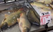 Треска за риба: Колко струва шаранът за Никулден