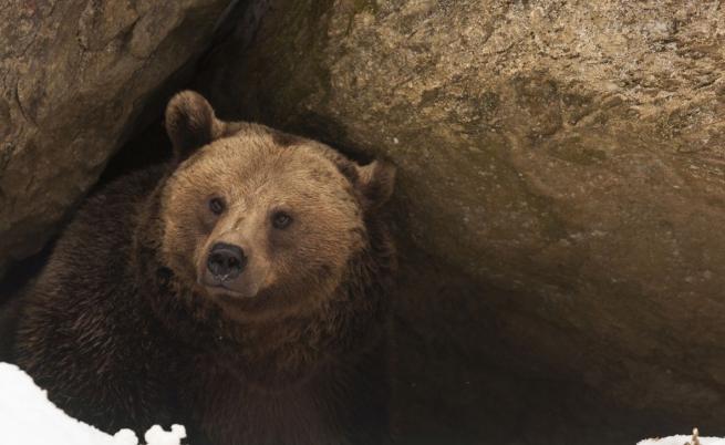 Полузаспали мечки се скитат из Сибир - твърде горещо е за зимен сън