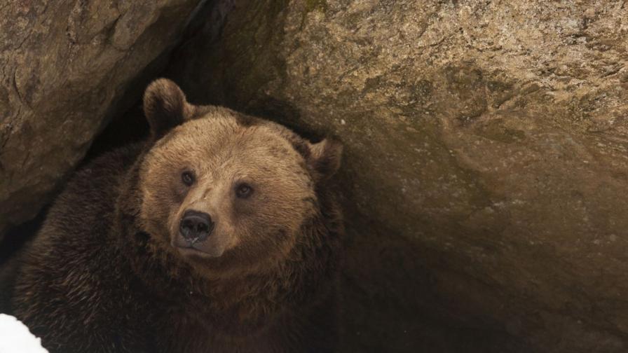 Полузаспали мечки се скитат из Сибир - твърде горещо е за зимен сън