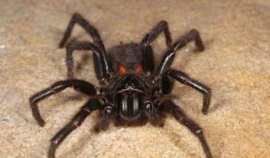 Семейство живя пет години с над 2000 отровни паяка в дома си