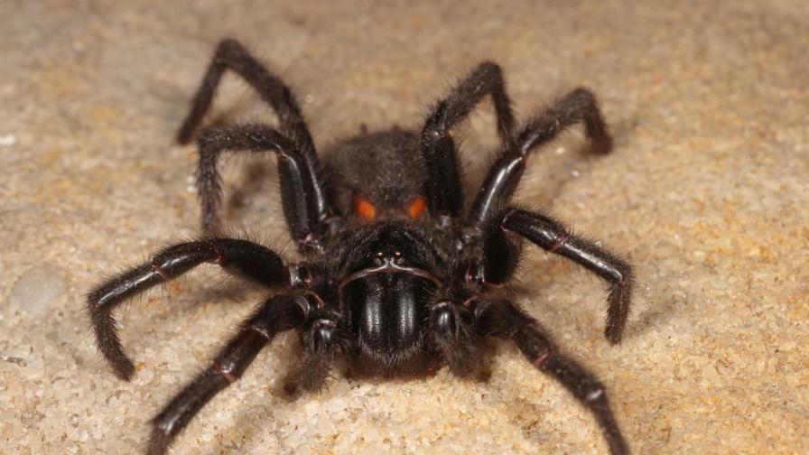 Ето го Херкулес, най-опасният паяк в Австралия-може да убие човек за 15 минути