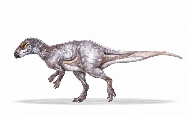 Открити са единствени по рода си фосили на растителноядни динозаври в Румъния