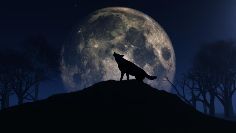 вълк луна