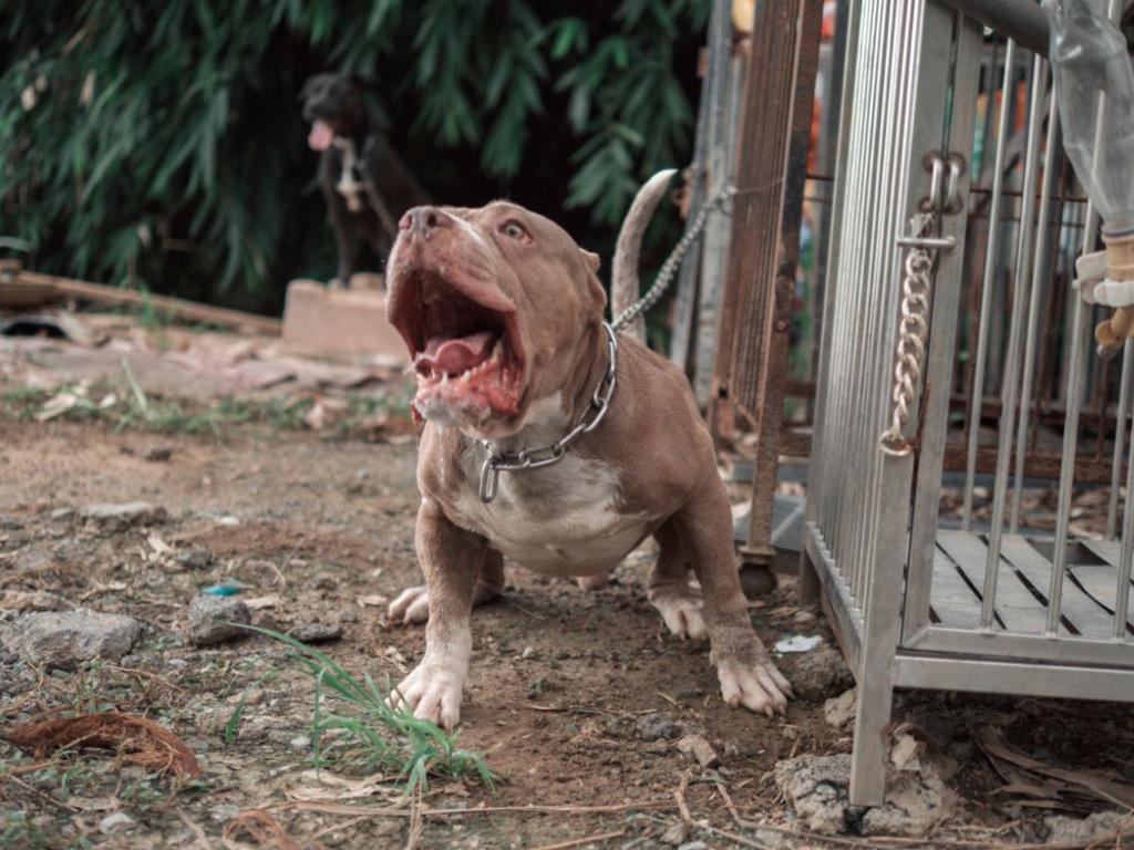 Photo of Un expert commente le pitbull qui a tué son propriétaire à Varna – Bulgarie