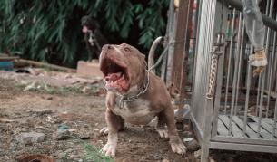 Домашен питбул нахапа две деца в Бургас