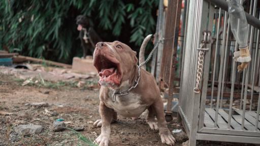 Домашен питбул нахапа две деца в Бургас