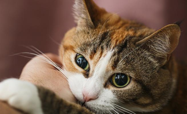 Защо котките крият лапите си под тялото