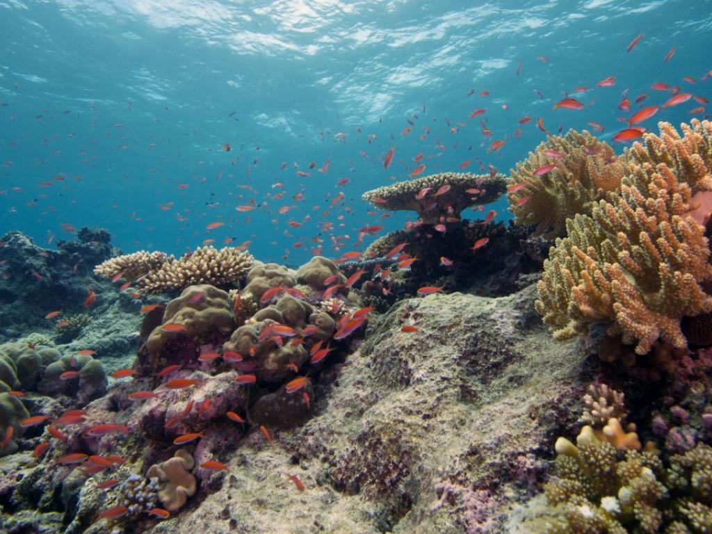 Коралите по крайбрежието на Флорида, САЩ, са платили висока цена