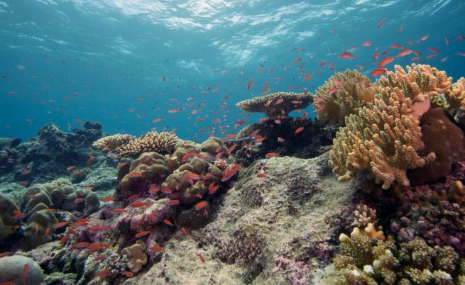 Загубите са драматични: Коралите по крайбрежието на Флорида платиха висока цена