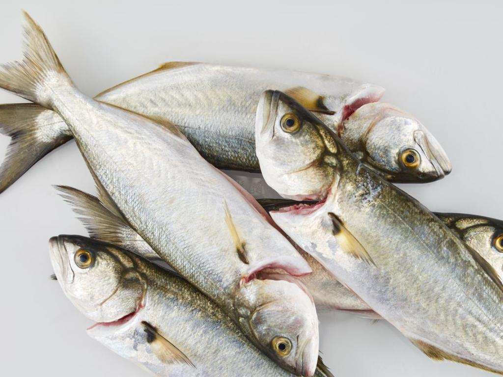 Теглото на рибите намалява заради глобалното затопляне съобщи Ем Ес
