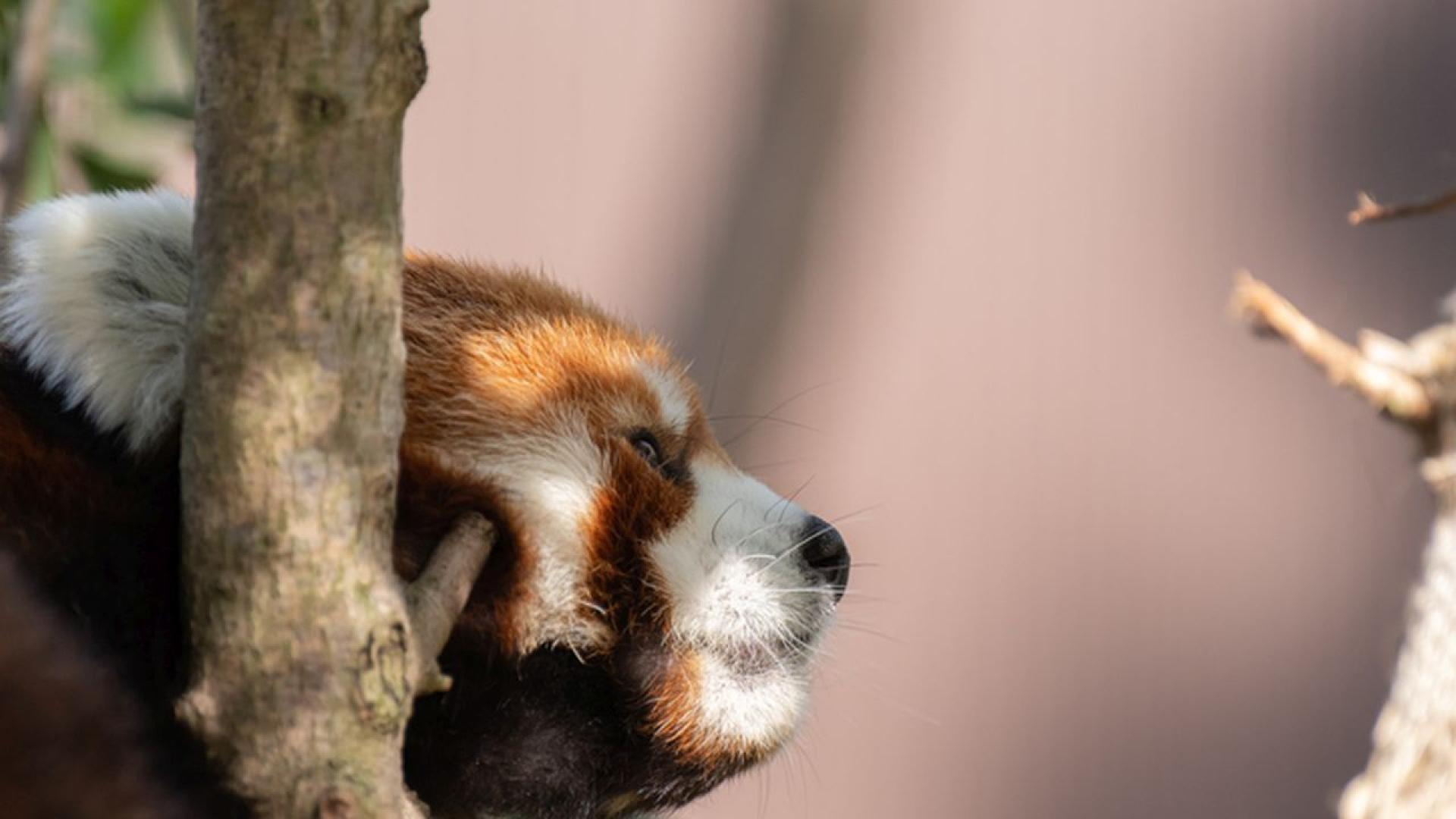 Когато говорим за сладки животни често първо се сещаме за