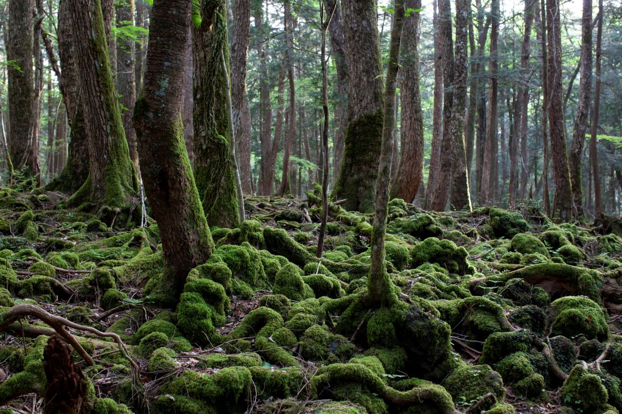 <p><strong>Гората Аокигахара, Япония</strong> - Гората Аокигахара е известна с мрачната си репутация, главно поради тревожния брой самоубийства, извършени там през годините. Със своите гъсти дървета и зловеща тишина, това е място, което дълбоко обезпокоява посетителите.</p>