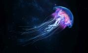 Смъртоносни и безсмъртни: 7 невероятни факта за медузите
