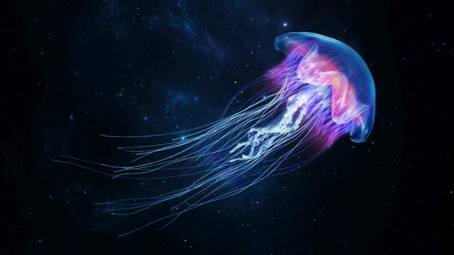 Смъртоносни и безсмъртни: 7 невероятни факта за медузите