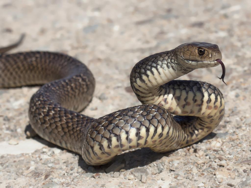 Мъж почина след предполагаемо ухапване от източна кафява змия Парамедици се