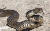 Двама мъже хвърлиха змия на гише в Общината в Разград