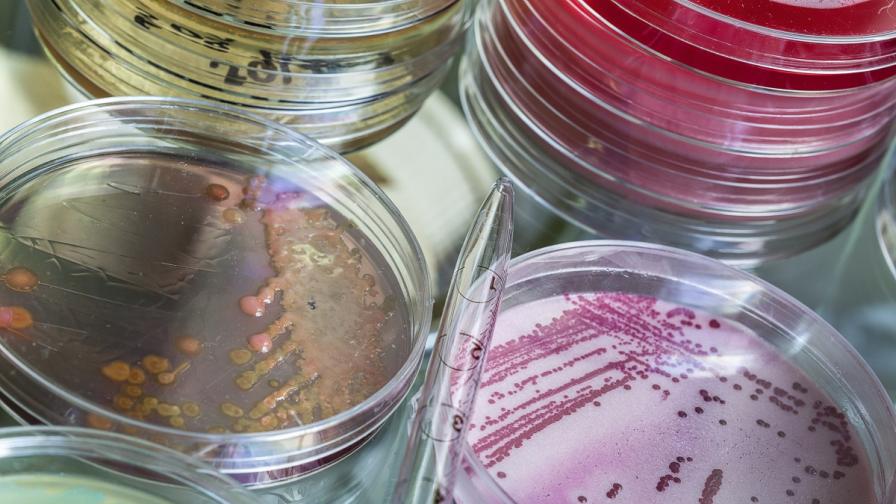 Средновековен лек убива устойчивите на антибиотици бактерии