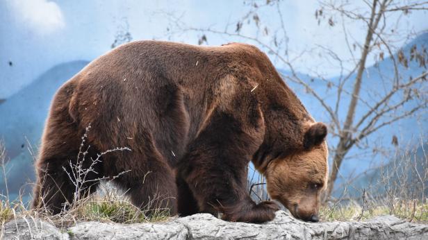 Мечките в Софийския зоопарк се събуждат от зимен сън