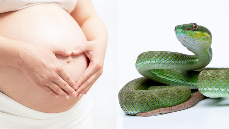 бременна жена змия