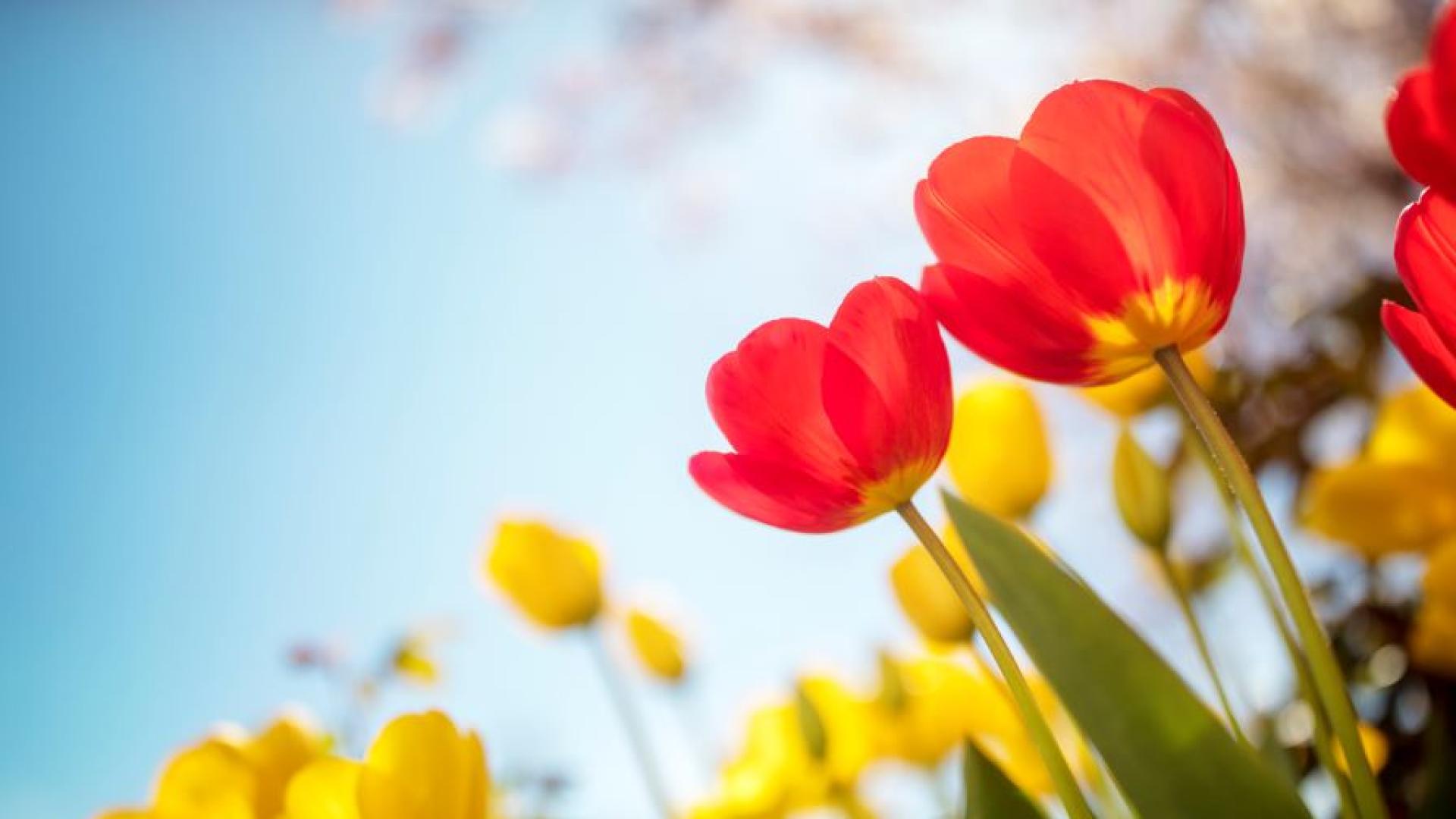 Впонеделник ни очаква предимно слънчево време В сутрешните часове отново