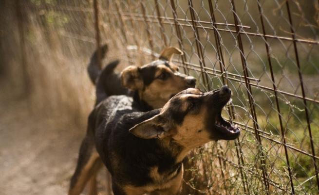 Казичене в ужас: Глутница бездомни кучета напада хора и животни