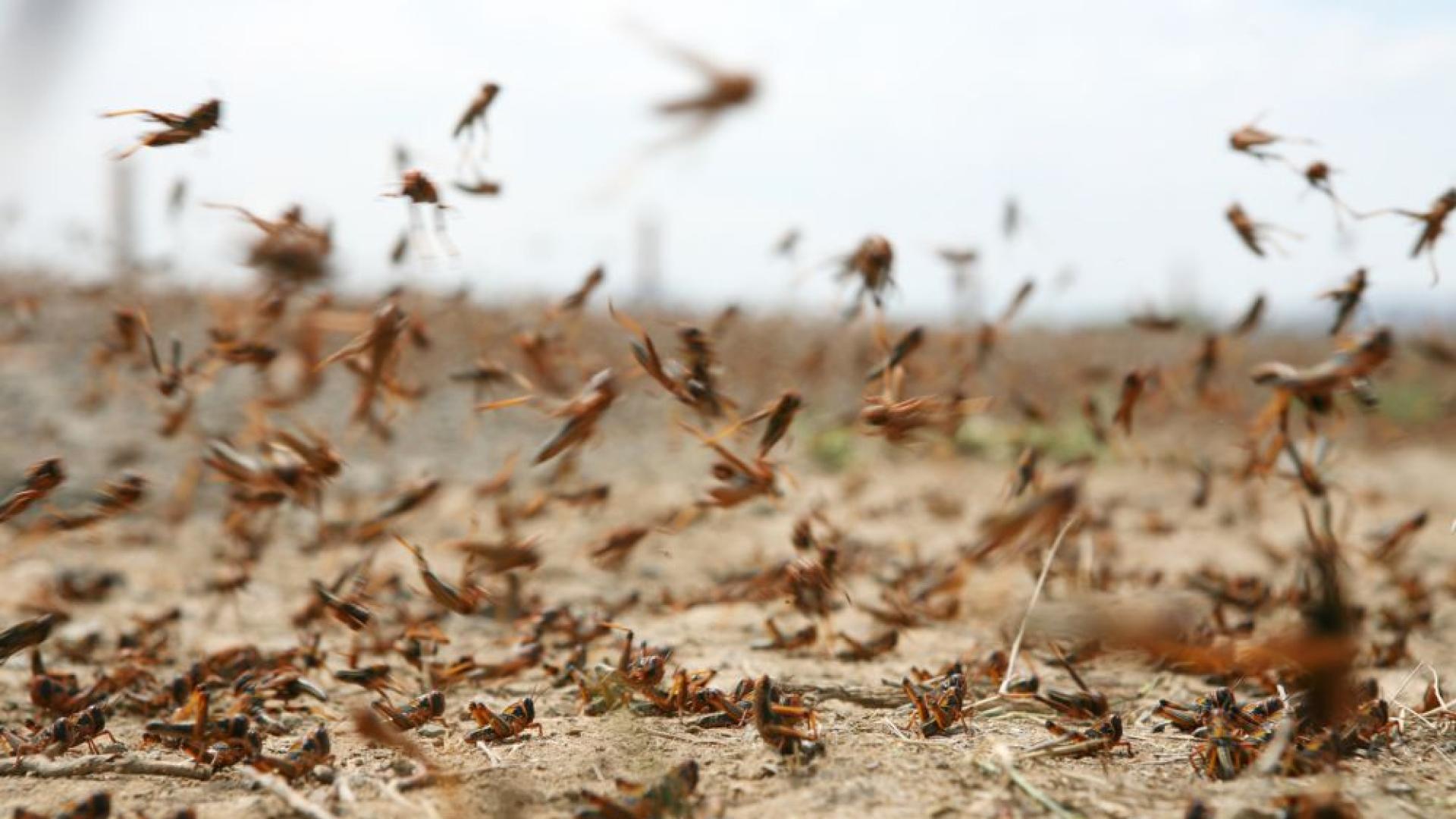 Хиляди скакалци са нападнали южна Украйна като властите обвиняват Русия
