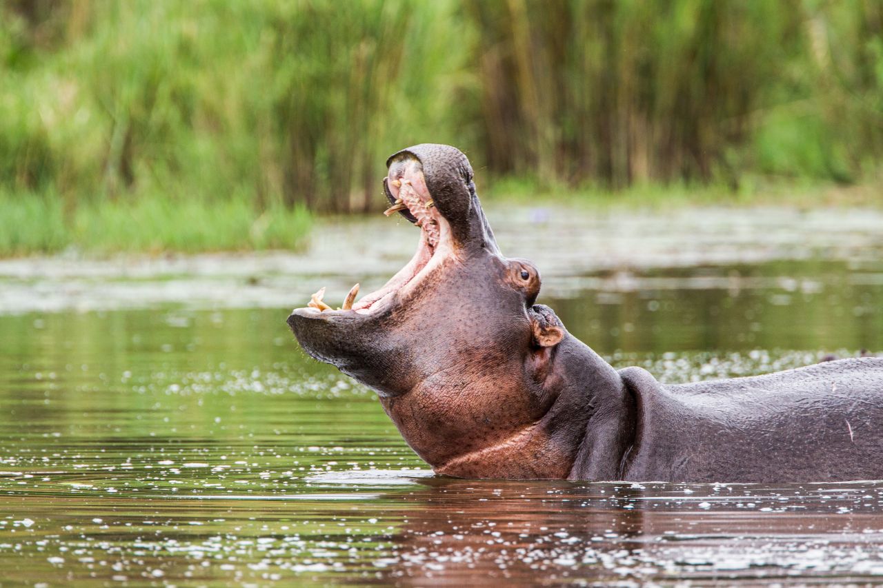 <p>Огромен, обичащ водата сухоземен бозайник, <strong>обикновеният хипопотам (Hippopotamus amphibius) е шумен и агресивен вид, </strong>произхождащ от Африка. Третият по големина сухоземен бозайник след слоновете и белите носорози, хипопотамът е много шумно животно, като характерните за него &bdquo;хриптене&ldquo; и ръмжене се чуват на повече от половин миля (0,8 км).</p>