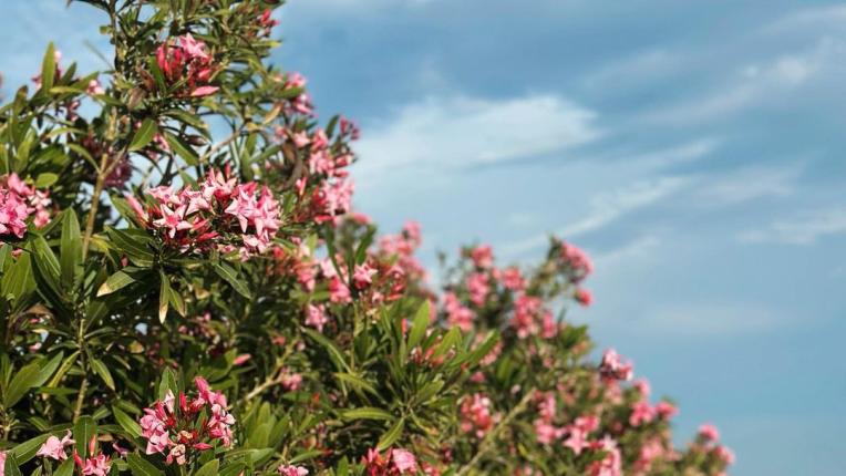  Лятото на Мария Игнатова след Един за различен 