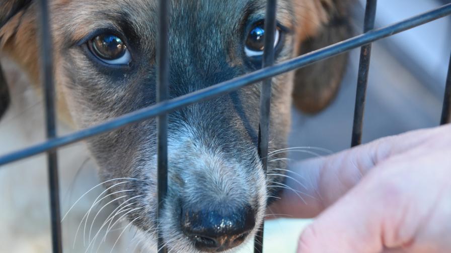 Ханой забранява търговията с кучешко и котешко месо, подобрява имиджа си
