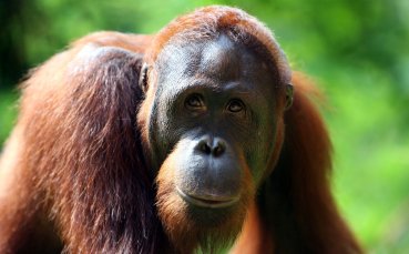 Домакинът на европейското първенство по футбол Германия ще спечели минимална