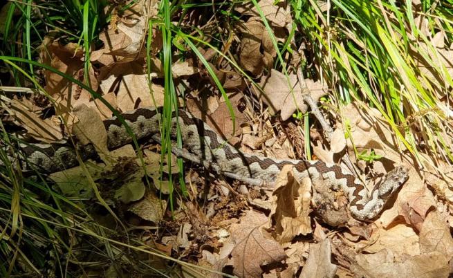  Пепелянка в Странджа 