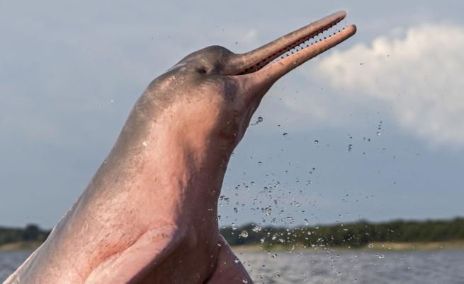 Защитник на розовите делфини: Мъжът, който се стреми да спаси водните обитатели на Амазонка
