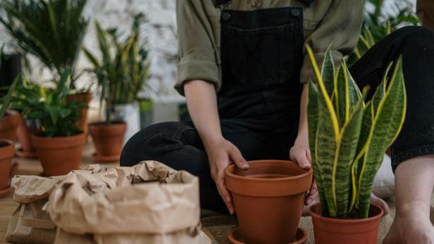 Избор на външни растения и саксии, които ще преобразят вашия двор или тераса