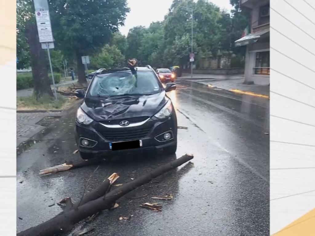 Огромно дърво се е стоварило върху движещ се лек автомобил