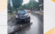 Огромно дърво падна върху движещ се автомобил в Пловдив (ВИДЕО)