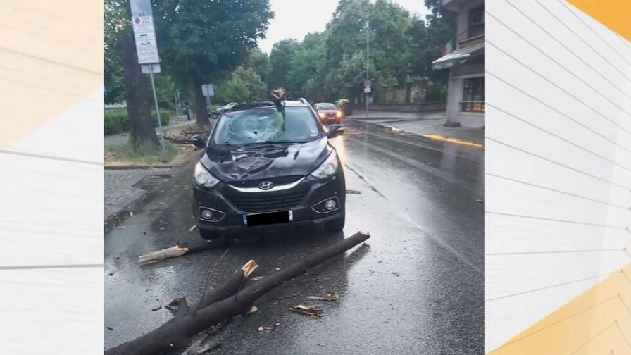 Огромно дърво падна върху движещ се автомобил в Пловдив (ВИДЕО)