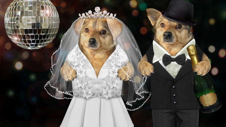 Сватбите на кучета се превърнаха в мода в Китай