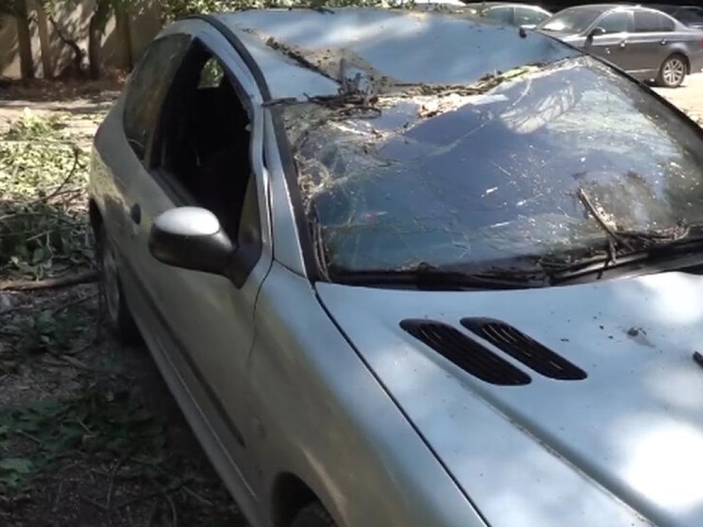 Паднало дърво смаза три автомобила в Пловдив Според потърпевшите това