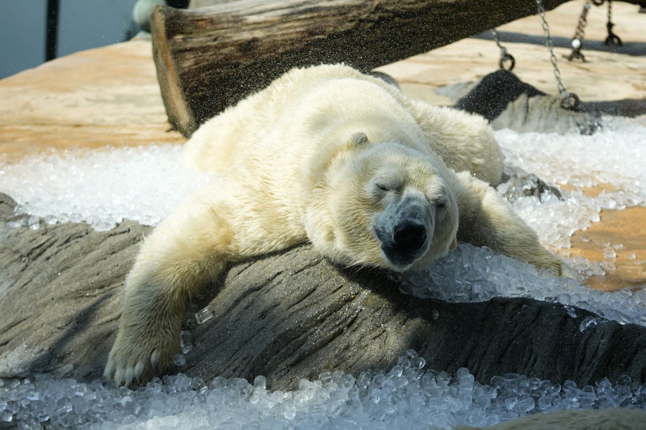 <p>Животните се охлаждат в лед в горещ и слънчев ден в зоологическата градина в Прага, Чехия, сряда, 10 юли 2024 г.</p>