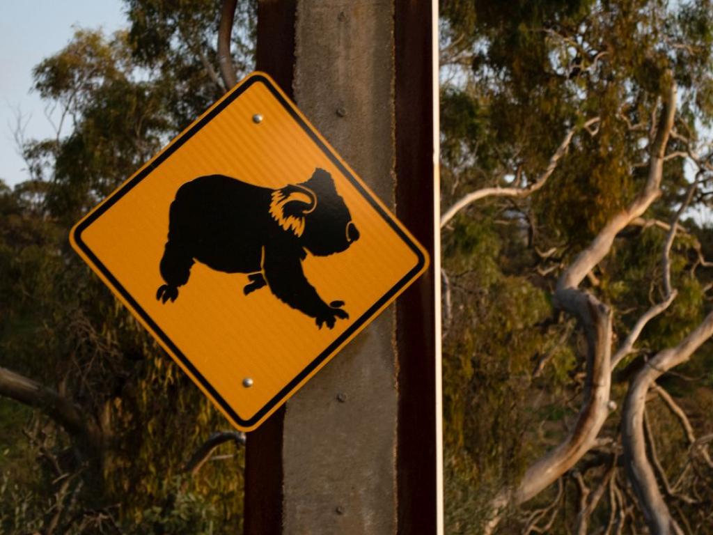 Ако попитате почти всеки австралиец за падаща мечка drop bear