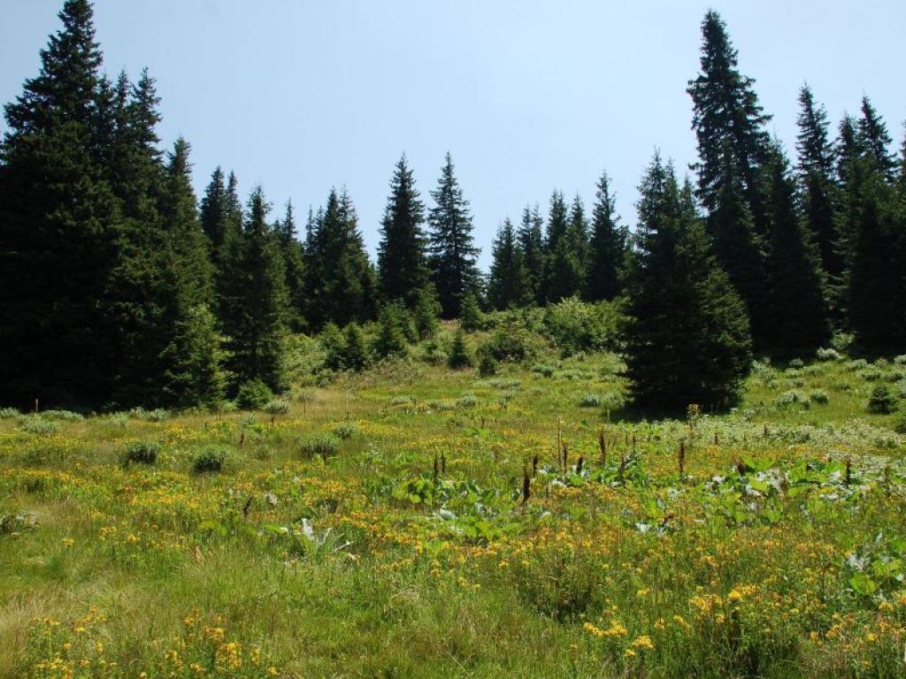 Берачи на боровинки в Стара планина над Берковица са намерили