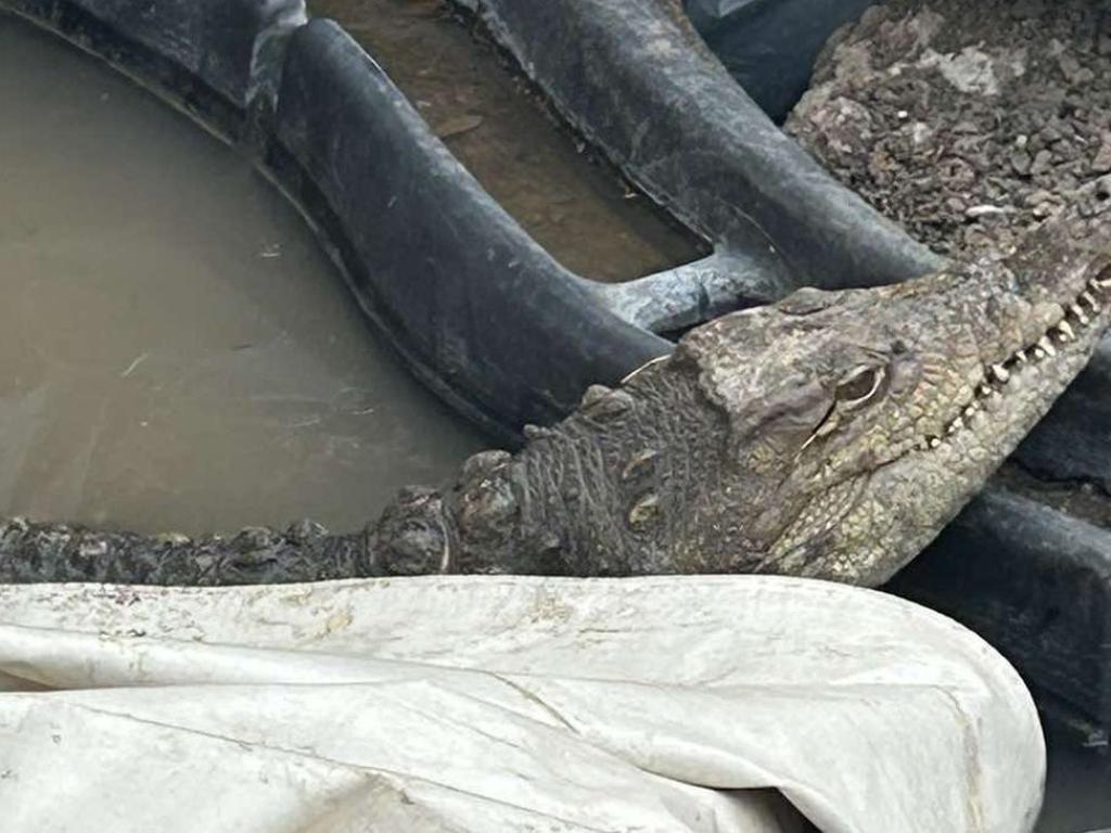 Най известният крокодил в България Кроко от Ботунец вече има