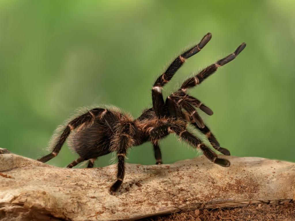 Чудили ли сте се някога откъде идват тарантулите Всичко започва