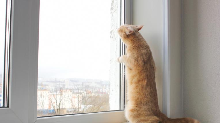 котка драска по прозорци
